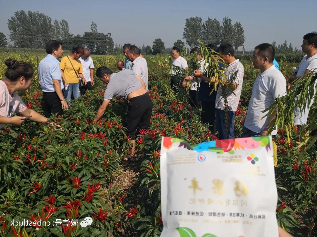 好果丰在辣椒上转色及产量提高效果明显